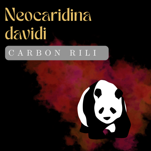 Carbon Rili Neocaridina